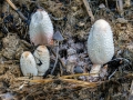 Coprinus_sterquilinus.jpg