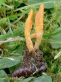 Cordyceps militaris