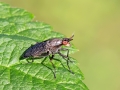 Coremacera_marginata.jpg