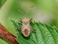 Coreus_marginatus.jpg