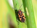 Corizus_hyoscyami.jpg