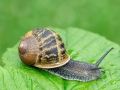 Cornu_aspersum.jpg