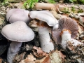 Cortinarius alboviolaceus