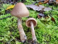 Cortinarius_armillatus.jpg