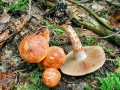 Cortinarius bolaris