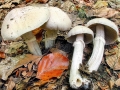 Cortinarius caperatus