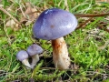 Cortinarius_croceocaeruleus.jpg
