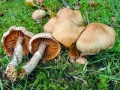 Cortinarius_hinnuleus.jpg