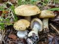 Cortinarius olidus