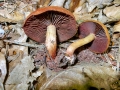 Cortinarius phoenicus