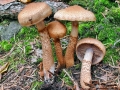 Cortinarius_pholideus.jpg