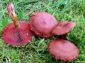 Cortinarius_sanguineus.jpg