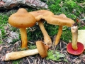 Cortinarius_semisanguineus.jpg