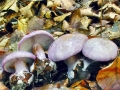 Cortinarius_sodagnitus.jpg