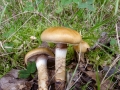 Cortinarius_trivialis.jpg