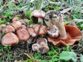 Cortinarius_urbicus.jpg