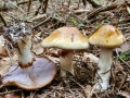 Cortinarius_varius.jpg