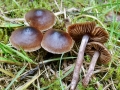 Cortinarius vernus