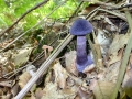 Cortinarius violaceus
