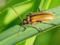 Cortodera_humeralis.jpg