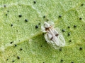 Corythucha_ciliata.jpg