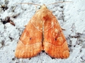 Cosmia trapezina