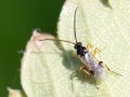 Cotesia_glomerata.jpg