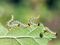 Craesus_septentrionalis_Larven.jpg