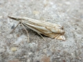 Crambus_lathoniellus.jpg