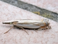Crambus pascuella