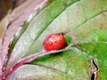 Craneiobia_corni.jpg
