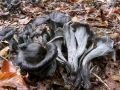 Craterellus cornucopioides