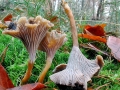 Craterellus_tubaeformis.jpg