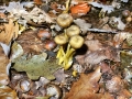 Craterellus_tubaeformis_var_lutescens.jpg