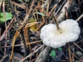 Crepidotus_luteolus.jpg