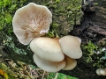Crepidotus_mollis.jpg