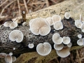 Crepidotus_variabilis.jpg