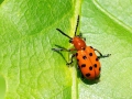 Crioceris_duodecimpunctata.jpg