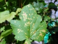 Cronartium_ribicola.jpg