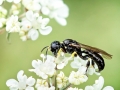 Crossocerus_podagricus.jpg