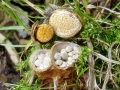Crucibulum_laeve.jpg