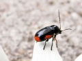 Cryptocephalus moraei