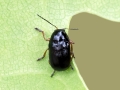 Cryptocephalus_nitidus.jpg