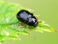 Cryptocephalus_ocellatus.jpg
