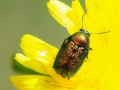 Cryptocephalus_spec.jpg