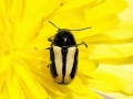 Cryptocephalus_vittatus.jpg