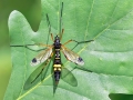 Ctenophora_festiva_Weibchen.jpg