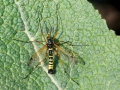 Ctenophora_flaveolata_Maennchen.jpg