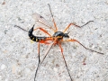 Ctenophora_pectinicornis_Weibchen.jpg