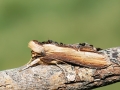 Cucullia_verbasci_Raupe.jpg